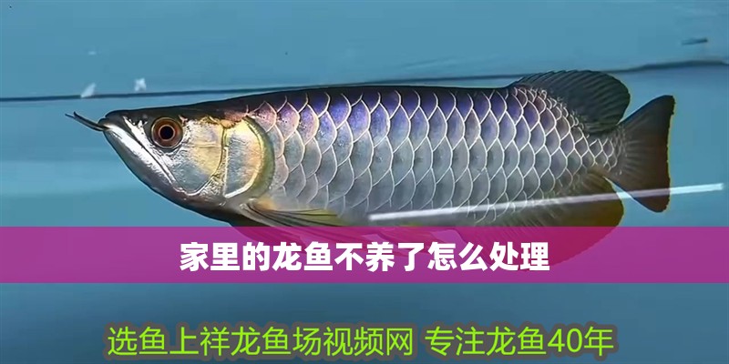 家里的龍魚不養了怎么處理