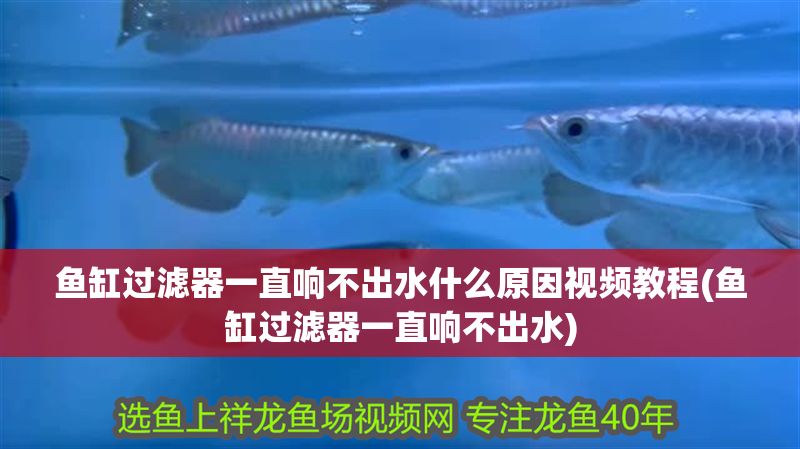 魚缸過濾器一直響不出水什么原因視頻教程(魚缸過濾器一直響不出水)