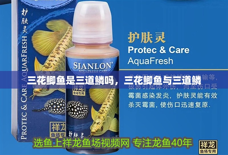 三花鯽魚是三道鱗嗎,三花鯽魚與三道鱗 龍魚論壇 三花鯽魚是三道鱗嗎,三花鯽魚與三道鱗 三花鯽魚是三道鱗嗎,三花鯽魚與三道鱗 龍魚論壇