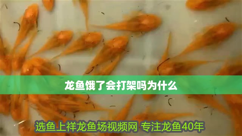 龍魚餓了會打架嗎為什么