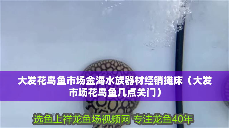 大發花鳥魚市場金海水族器材經銷攤床（大發市場花鳥魚幾點關門）