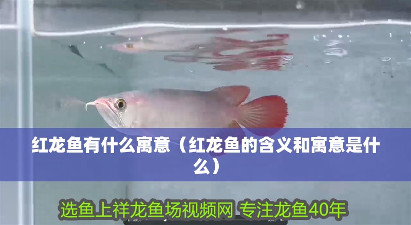 紅龍魚有什么寓意（紅龍魚的含義和寓意是什么）