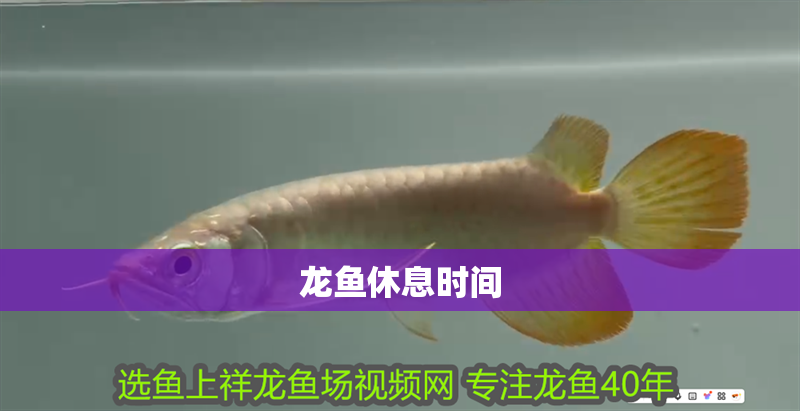 龍魚休息時間