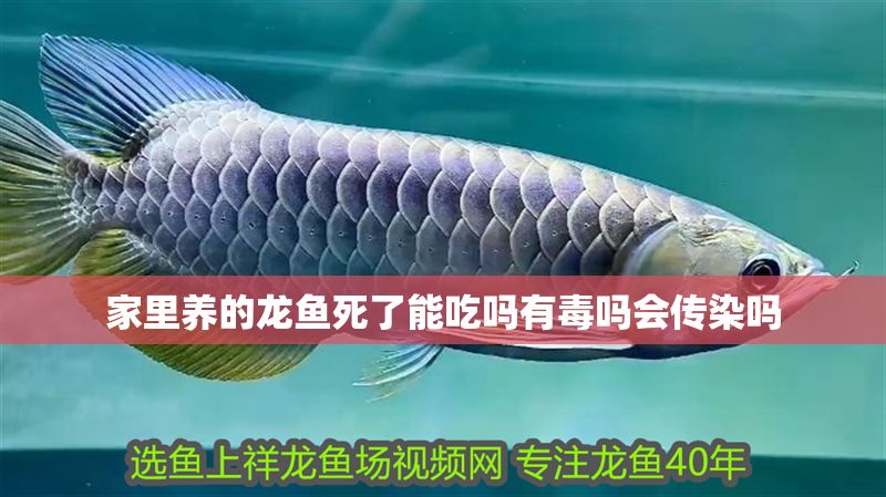 家里養的龍魚死了能吃嗎有毒嗎會傳染嗎