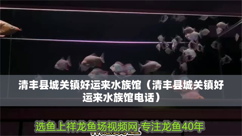 清豐縣城關鎮好運來水族館（清豐縣城關鎮好運來水族館電話）