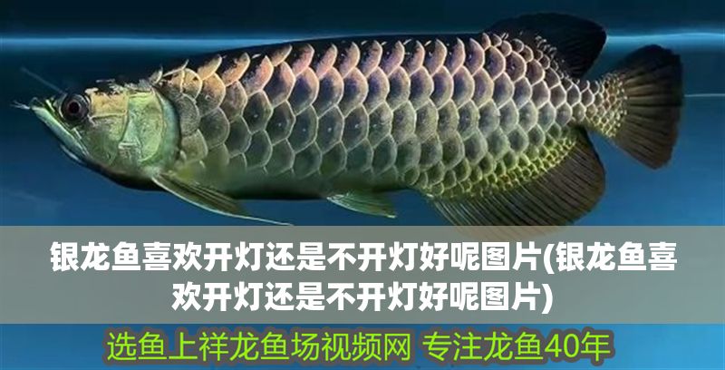 銀龍魚喜歡開燈還是不開燈好呢圖片(銀龍魚喜歡開燈還是不開燈好呢圖片)