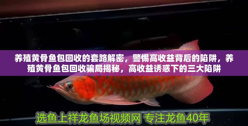 養殖黃骨魚包回收的套路解密，警惕高收益背后的陷阱，養殖黃骨魚包回收騙局揭秘，高收益誘惑下的三大陷阱