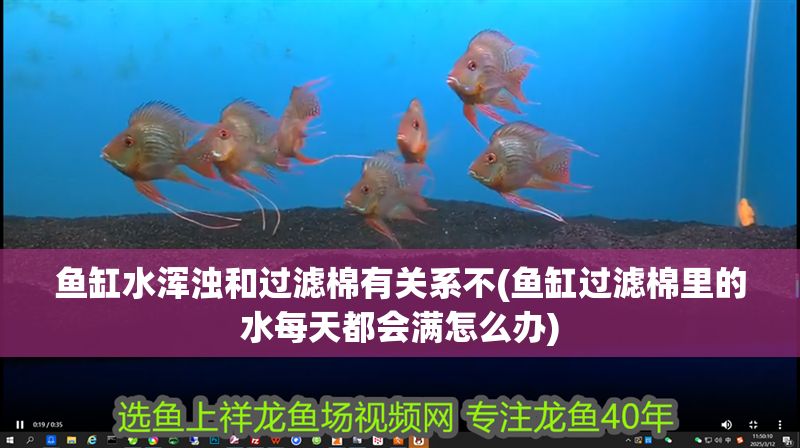 魚缸水渾濁和過濾棉有關系不(魚缸過濾棉里的水每天都會滿怎么辦)