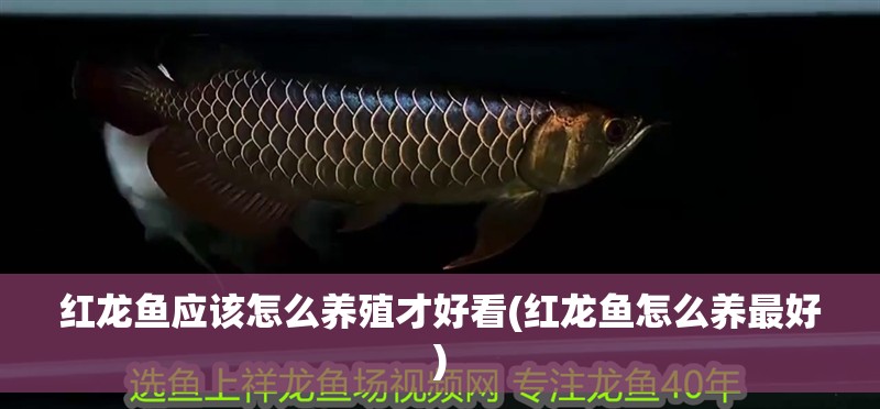 紅龍魚應該怎么養殖才好看(紅龍魚怎么養最好)