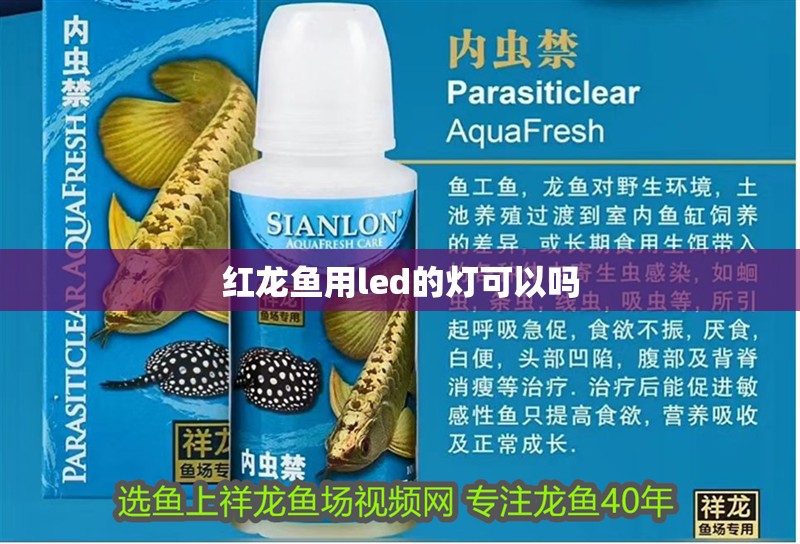 紅龍魚用led的燈可以嗎