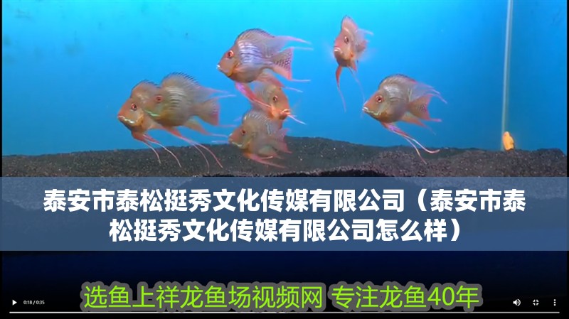 泰安市泰松挺秀文化傳媒有限公司（泰安市泰松挺秀文化傳媒有限公司怎么樣）