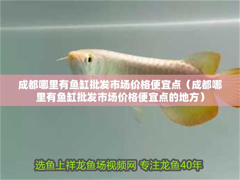 成都哪里有魚缸批發市場價格便宜點（成都哪里有魚缸批發市場價格便宜點的地方）
