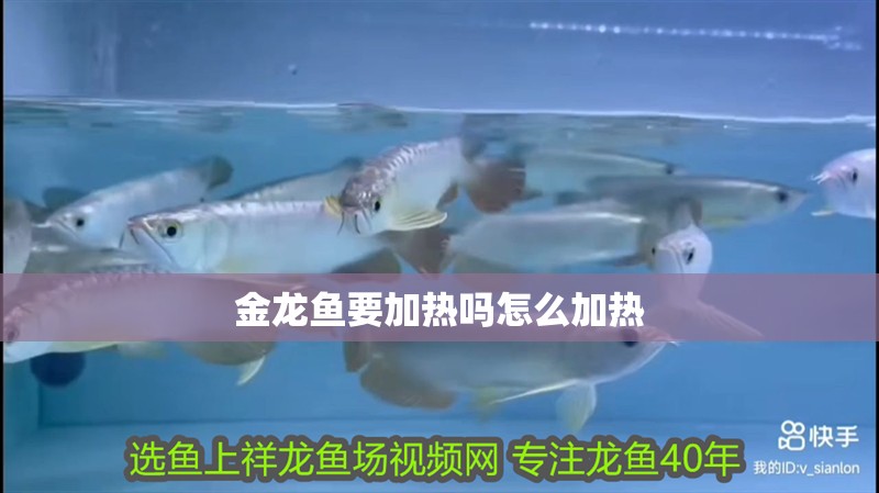 金龍魚要加熱嗎怎么加熱