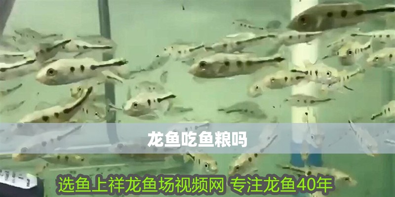 龍魚吃魚糧嗎
