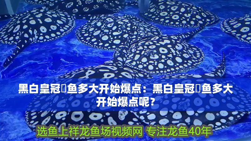 黑白皇冠魟魚多大開始爆點(diǎn)：黑白皇冠魟魚多大開始爆點(diǎn)呢？ 黑白皇冠魟魚多大開始爆點(diǎn)：黑白皇冠魟魚多大開始爆點(diǎn)呢？ 魟魚百科 第2張