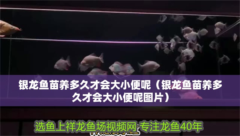 銀龍魚苗養多久才會大小便呢（銀龍魚苗養多久才會大小便呢圖片）
