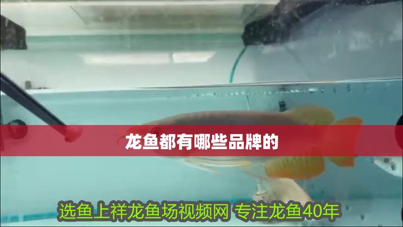 龍魚都有哪些品牌的