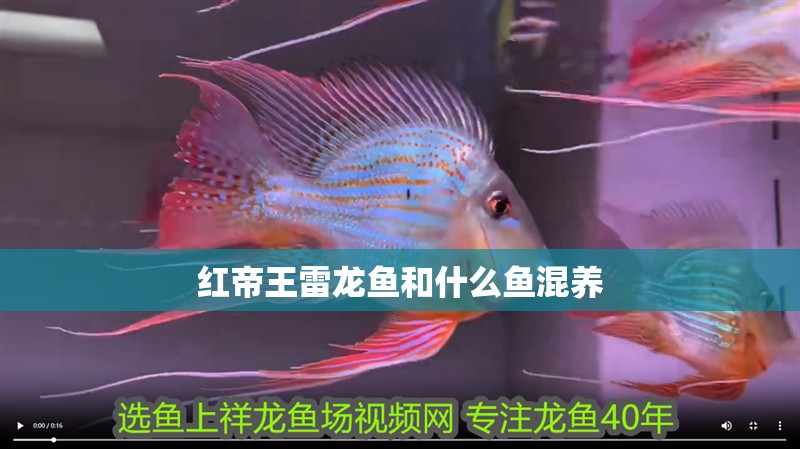 紅帝王雷龍魚和什么魚混養(yǎng) 紅帝王雷龍魚和什么魚混養(yǎng) 龍魚百科 第2張