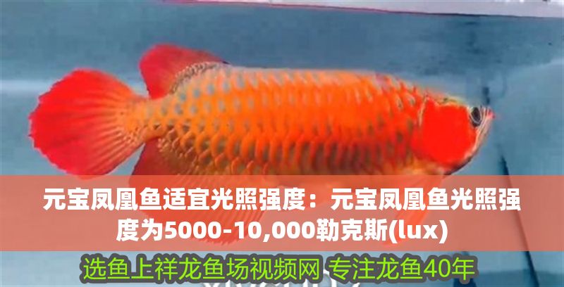 元寶鳳凰魚適宜光照強(qiáng)度：元寶鳳凰魚光照強(qiáng)度為5000-10,000勒克斯(lux)