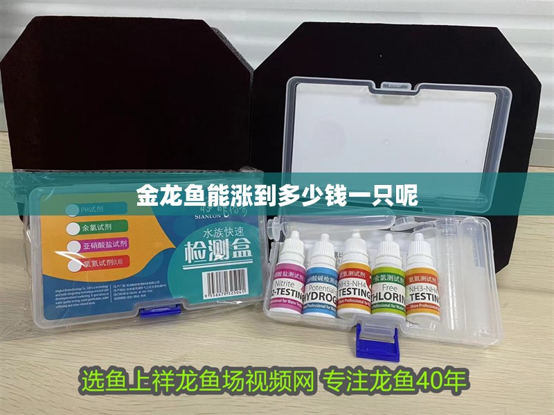 金龍魚能漲到多少錢一只呢