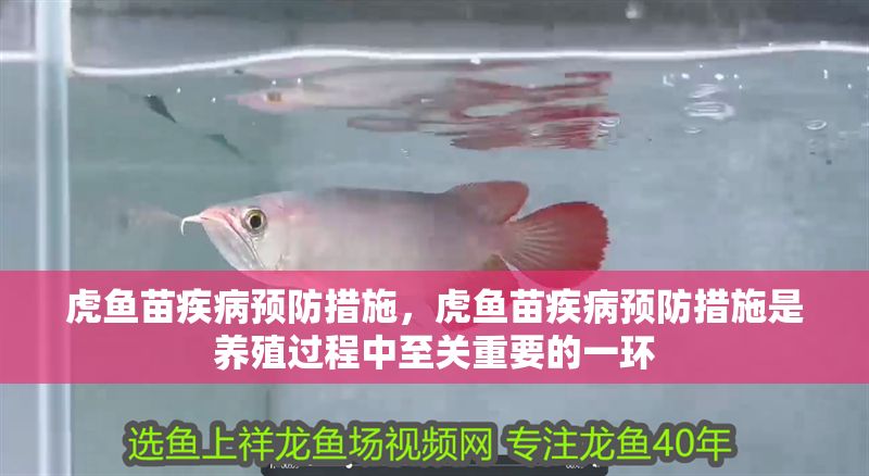 虎魚苗疾病預防措施，虎魚苗疾病預防措施是養殖過程中至關重要的一環