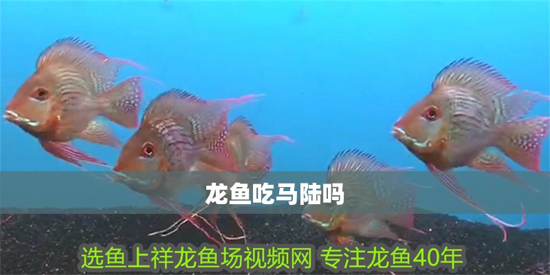 龍魚吃馬陸嗎