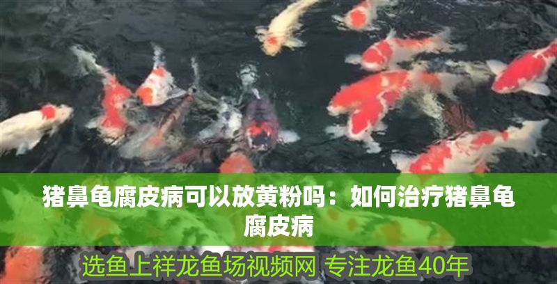 豬鼻龜腐皮病可以放黃粉嗎：如何治療豬鼻龜腐皮病