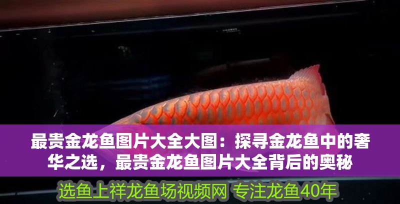 最貴金龍魚圖片大全大圖：探尋金龍魚中的奢華之選，最貴金龍魚圖片大全背后的奧秘