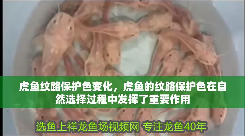 虎魚紋路保護色變化，虎魚的紋路保護色在自然選擇過程中發揮了重要作用