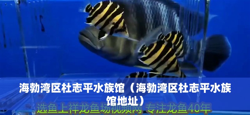 海勃灣區(qū)杜志平水族館（海勃灣區(qū)杜志平水族館地址）