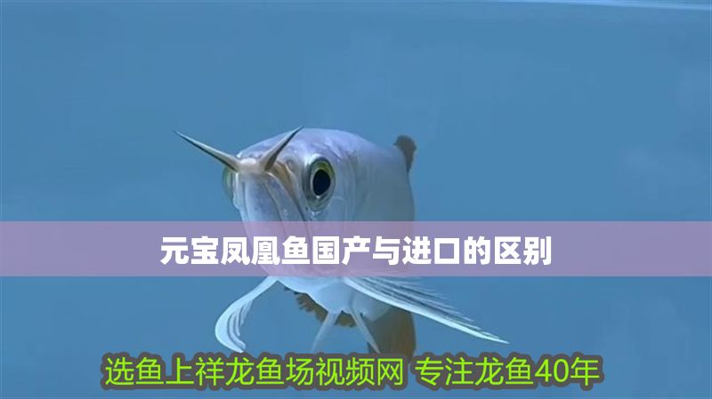 元寶鳳凰魚國產與進口的區別