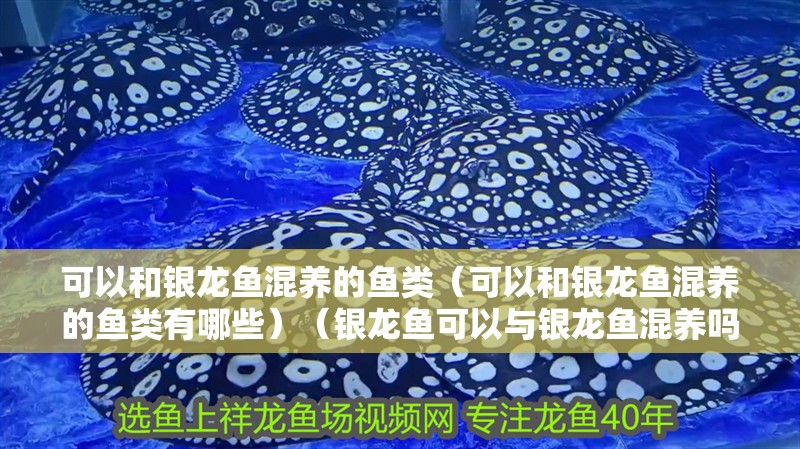 可以和銀龍魚混養的魚類（可以和銀龍魚混養的魚類有哪些）（銀龍魚可以與銀龍魚混養嗎？）