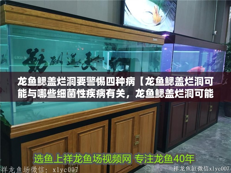 龍魚鰓蓋爛洞要警惕四種病【龍魚鰓蓋爛洞可能與哪些細菌性疾病有關，龍魚鰓蓋爛洞可能與疾病有關】