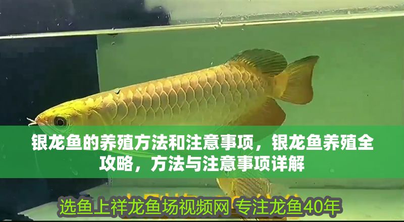 銀龍魚的養(yǎng)殖方法和注意事項(xiàng)，銀龍魚養(yǎng)殖全攻略，方法與注意事項(xiàng)詳解