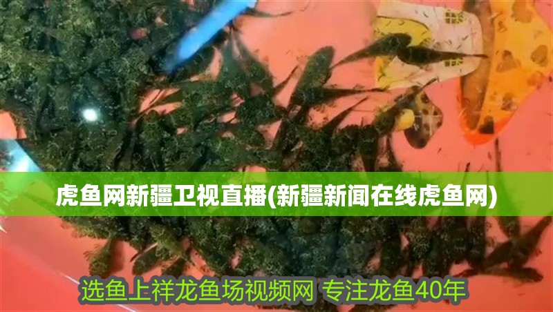 虎魚網(wǎng)新疆衛(wèi)視直播(新疆新聞在線虎魚網(wǎng))