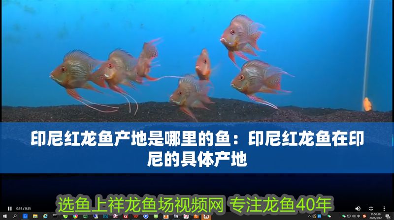 印尼紅龍魚產(chǎn)地是哪里的魚：印尼紅龍魚在印尼的具體產(chǎn)地