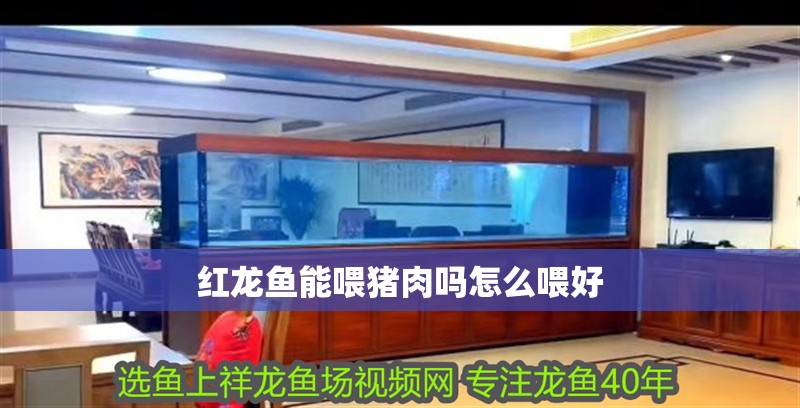 紅龍魚能喂豬肉嗎怎么喂好