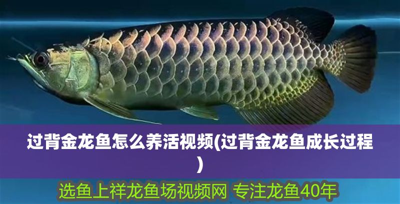 過背金龍魚怎么養活視頻(過背金龍魚成長過程)