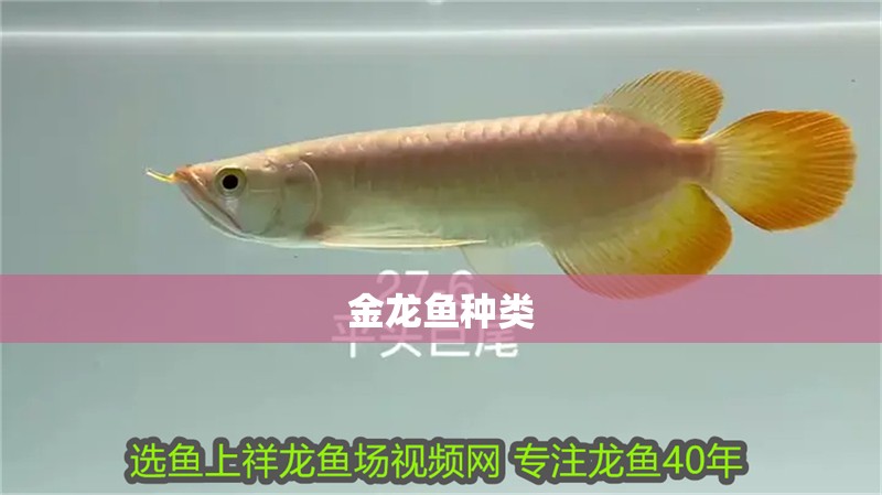 金龍魚種類