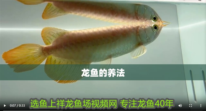 龍魚的養法