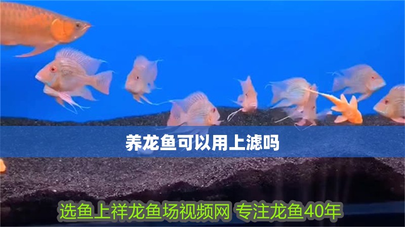 養龍魚可以用上濾嗎