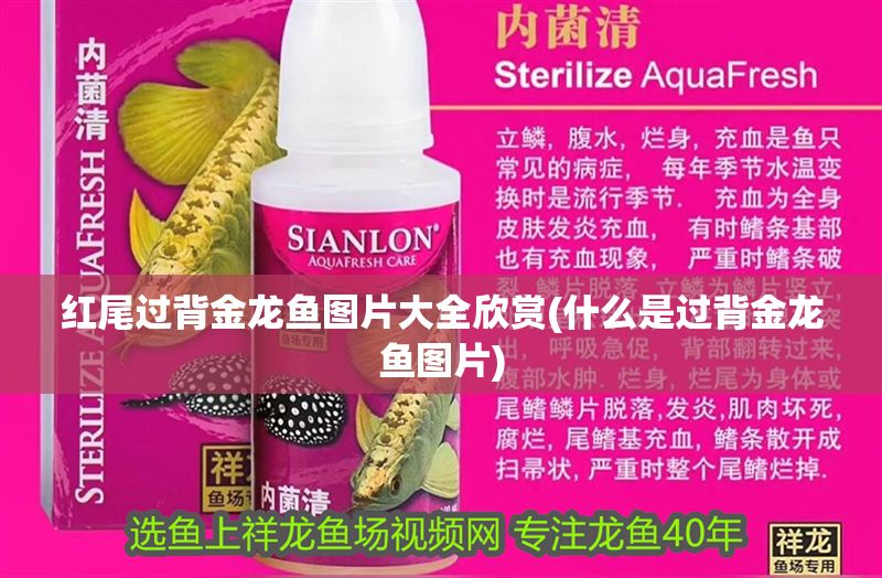 紅尾過背金龍魚圖片大全欣賞(什么是過背金龍魚圖片)