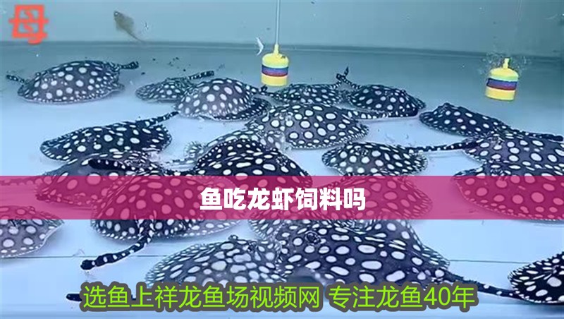 魚吃龍蝦飼料嗎