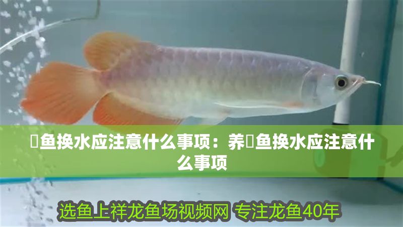 魟魚換水應注意什么事項：養魟魚換水應注意什么事項