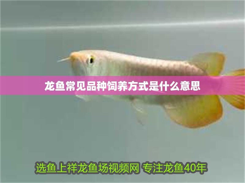 龍魚常見品種飼養方式是什么意思