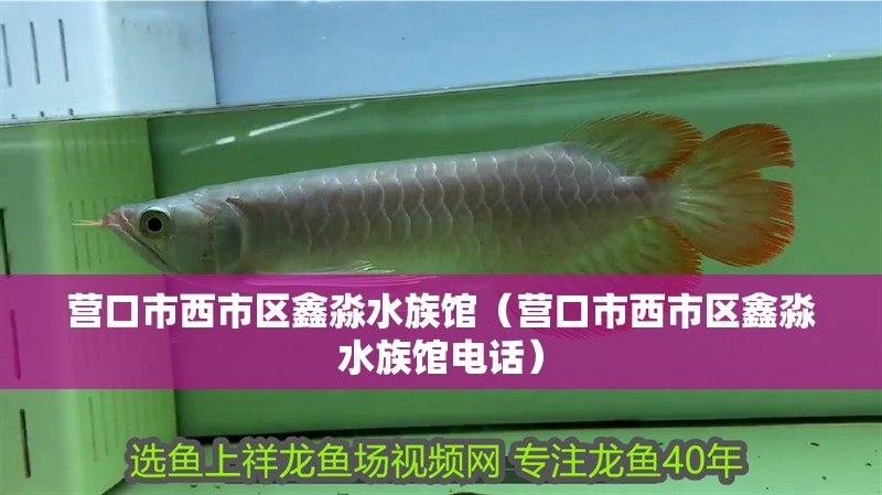 營口市西市區鑫淼水族館（營口市西市區鑫淼水族館電話）