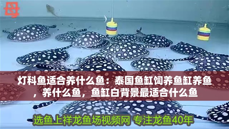 燈科魚適合養什么魚：泰國魚缸飼養魚缸養魚，養什么魚，魚缸白背景最適合什么魚