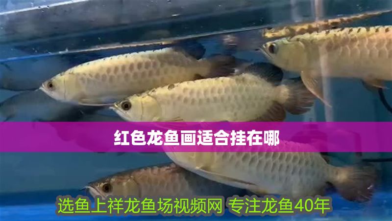 紅色龍魚畫適合掛在哪