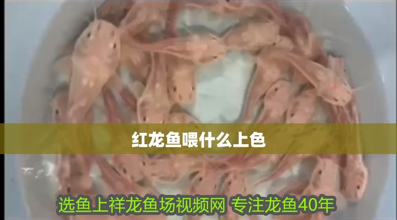 紅龍魚喂什么上色