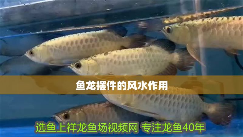 魚龍擺件的風水作用